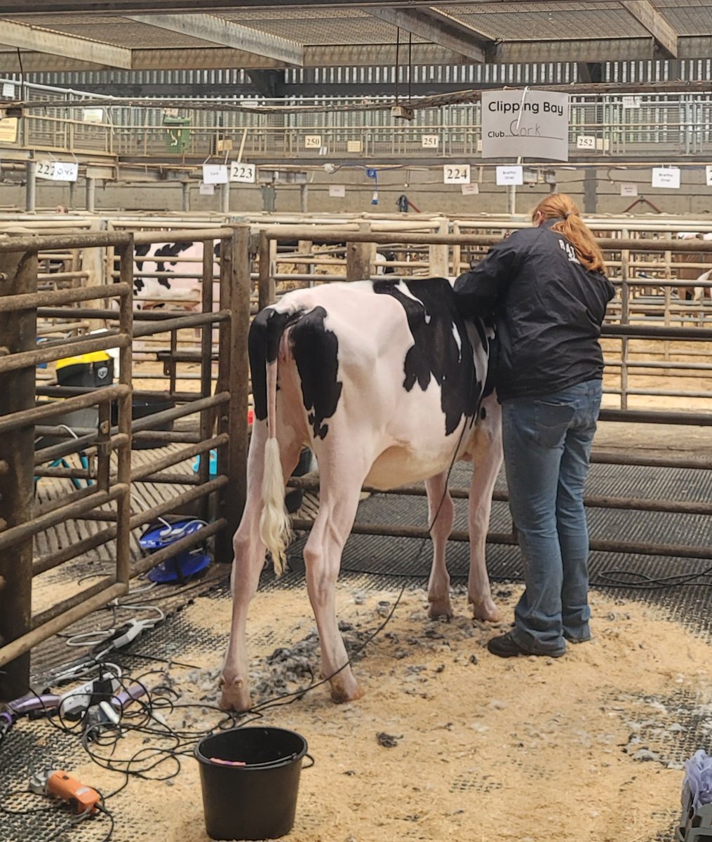 Peterhynes15's tweet image. Super proud of this young woman at @FBD YMA National Finals today #IHFA #YMA @AgriNetFarm
@irish_cow
๐ Individual clipping competition
&
Reserve Champion Handler
Also great to compete at a topclass youth show
#RathardHolsteins