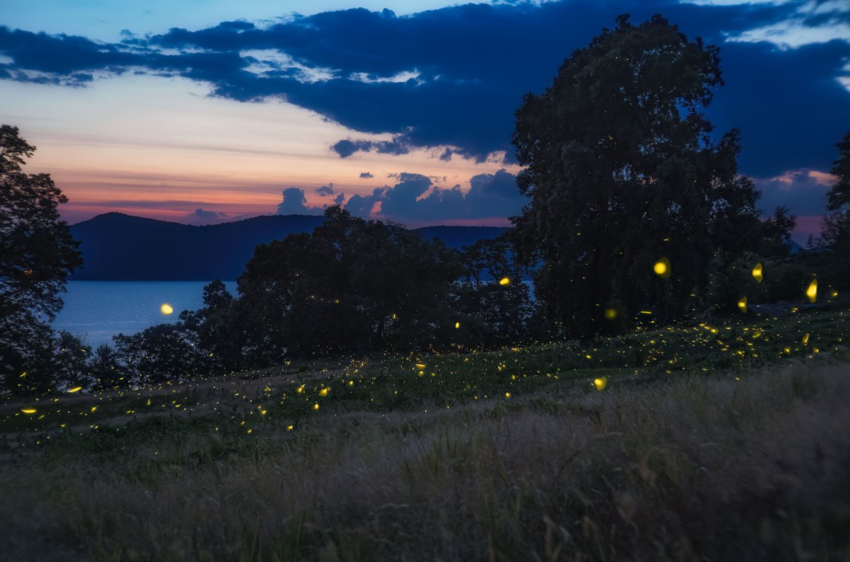 NYstateparks's tweet image. Fireflies light the night! For the past three summers, zoologists have been studying New York's fireflies in our parks. Learn what they've found and how you can help these awe-inspiring bugs on our blog. loom.ly/hB6_xkI
Photo by Marlon Co.