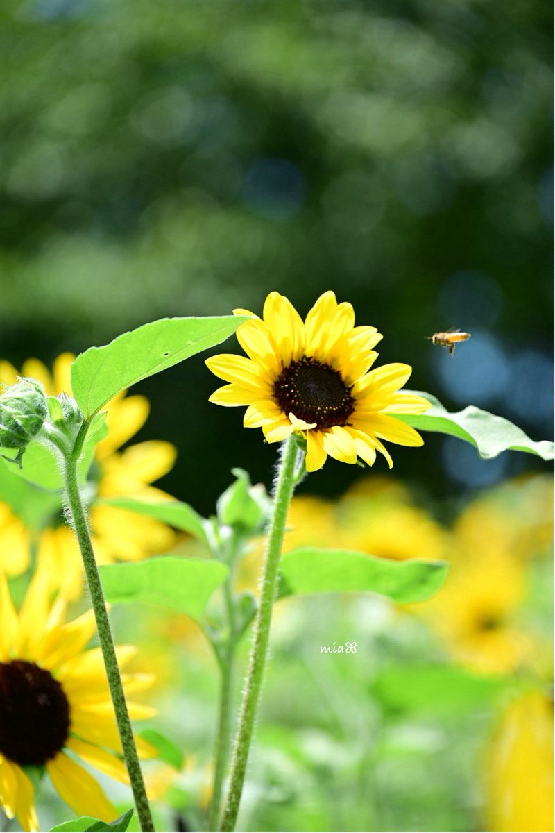 milovestheocean's tweet image. ヒマワリ🌻
向日葵サンσミッケ♡通りまーす🐝𓂃𓈒𓏸︎︎︎︎
憧れ.*・゚ .゚・*.
おはようございます𓂃🌿𓈒𓏸