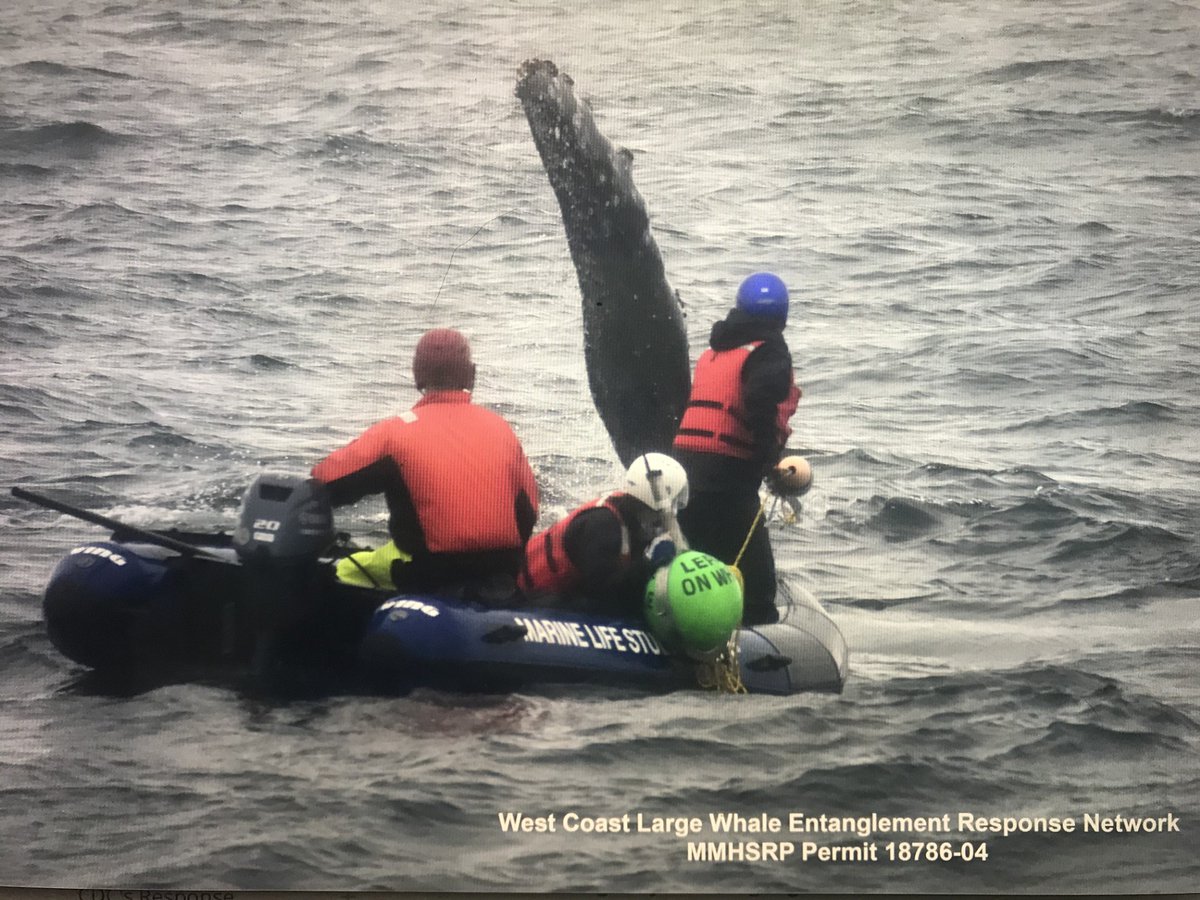 TMMC's tweet image. #ICYMI @CeNCOOS featured Dr. Julia O'Hern, our Associate Director of Cetacean Conservation Biology, in their 'Voices of the Region' series π³βΌοΈ Read now to learn how our experts and partners work together to help whales in the Bay at bit.ly/4lNEBaI.