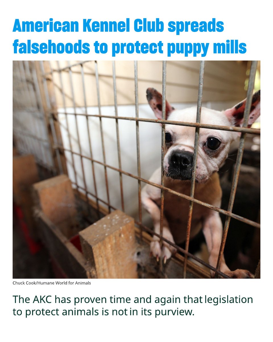 humaneworldorg's tweet image. The AKC peddles many falsehoods about such measures, because it cannot tell the truth about itself. The AKC is not in any meaningful sense a friend to animals.
Read More 👉humaneworld.org/en/blog/americ…