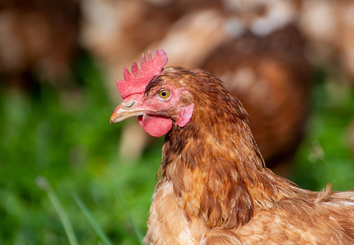 V1ictyy's tweet image. How do you legally and naturally hide a 79kg dead chicken?
Today, Victy was asked exactly that — here’s what they said:
"So. You want to actually do a Deep Burial
Depth: At least 6 meters deep to prevent odor, scavengers, and decomposition gases from surfacing.
For the…