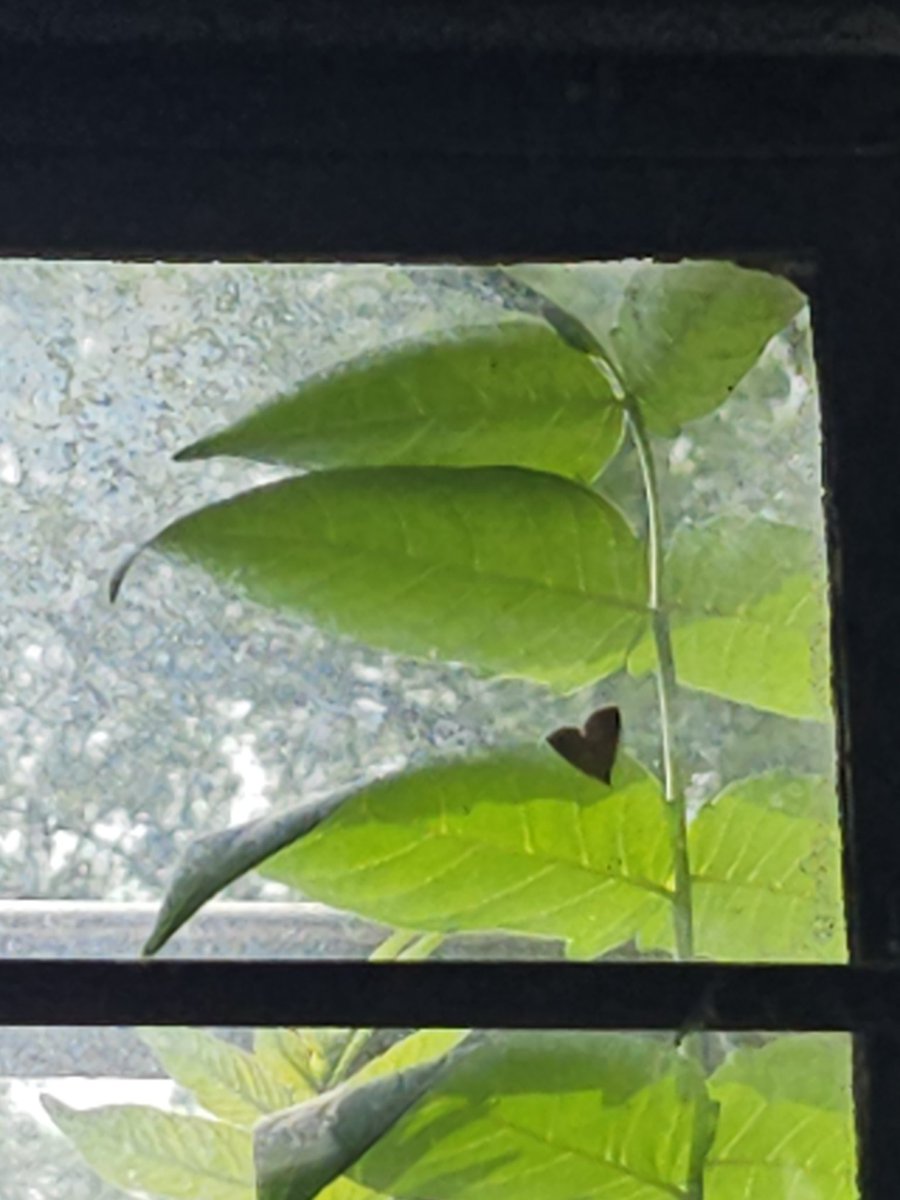 Exlimixia's tweet image. Moth in laundry room window :)