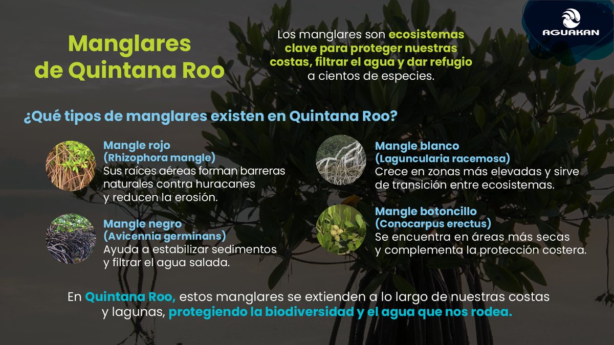 Los manglares son vida para Quintana Roo: protegen costas, filtran agua y albergan especies únicas. Conoce sus tipos en nuestra infografía y únete a la Rodada por los Manglares en Isla Mujeres. 👉 Consulta bases en aguakan.com