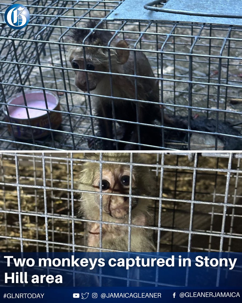 JamaicaGleaner's tweet image. The National Environment and Planning Agency says two of three monkeys that were on the loose in the Stony Hill area of St Andrew have been captured.
Read more: jamaica-gleaner.com/article/news/2… #GLNRToday