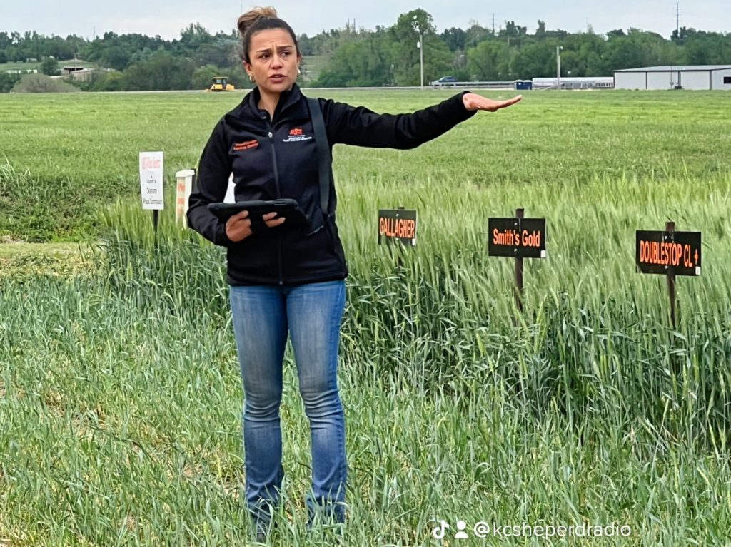 OSU_smallgrains's tweet image. I had the chance to talk with Oklahoma Farm Report and share a recap of the 2024–2025 wheat growing season. Check it out in the link below!
👇
oklahomafarmreport.com/okfr/2025/07/2…