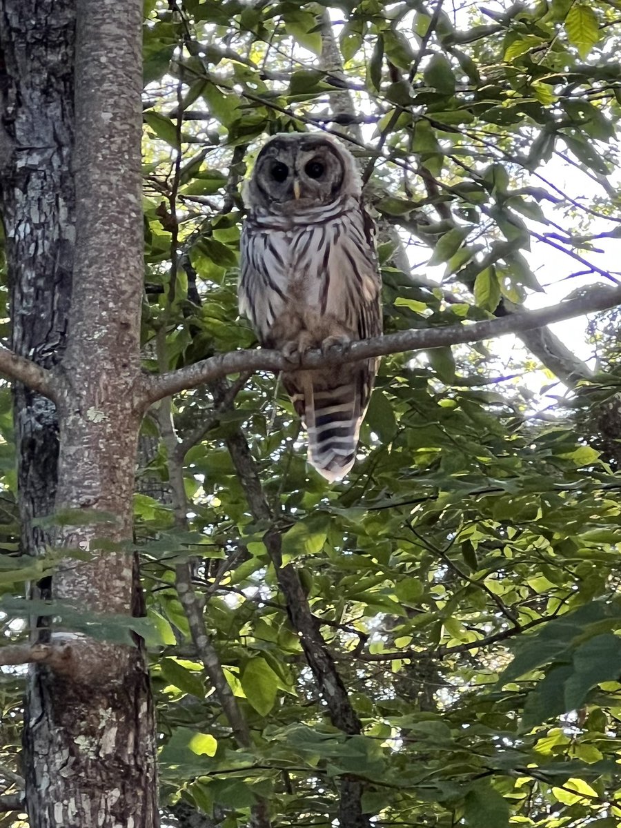 This is my new pal from my back yard. She won’t come down from the tree to play but she did 💩 at me. I think it must be because she likes me. #BarredOwl