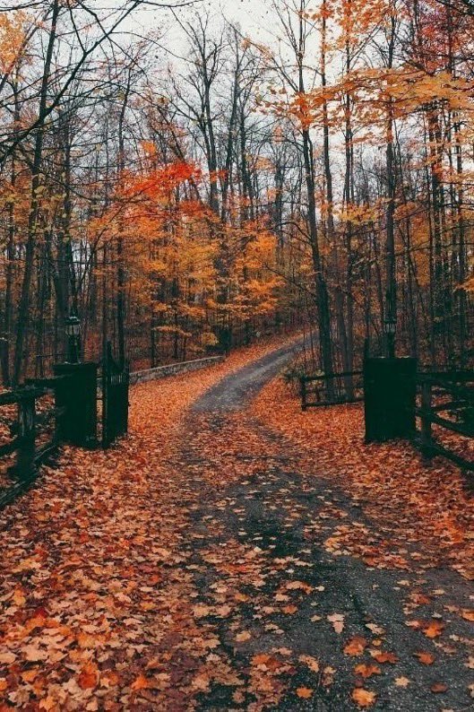 visualtherapy0's tweet image. but in my soul, fall & halloween is a lifestyle. 馃巸馃崅