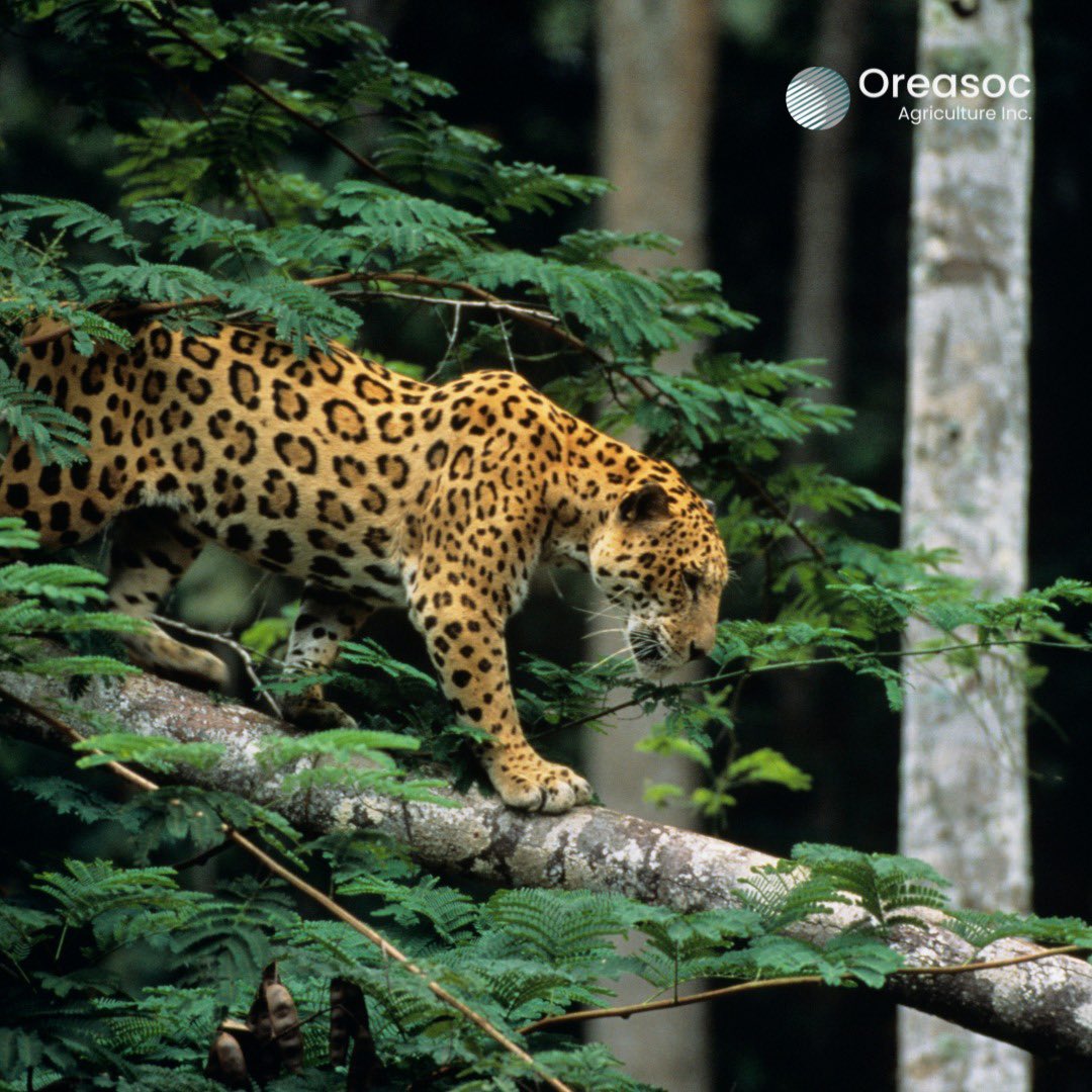 OreasocAgric's tweet photo. Jaguars need large territories — and we’re losing them fast.
As apex predators, their presence means the forest is healthy.
Let’s keep them where they belong: wild and free. 🐆🌳
#SaveTheJaguars #AmazonHeroes #OreasocAgriculture #AmazonConservation #Sustainability https://t.co/SI3D0FXiyJ