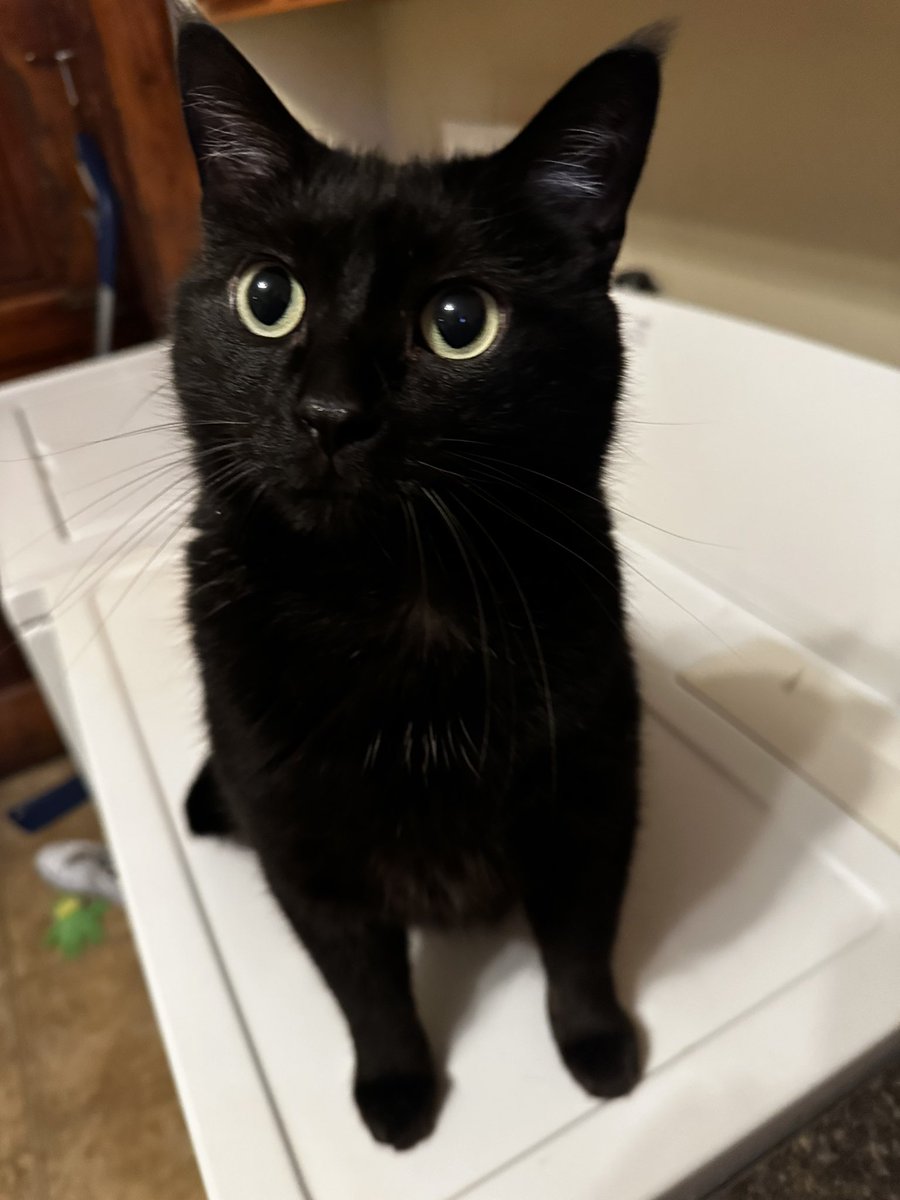 vhsbabe's tweet image. Blizzard of Ozz was the first album I ever bought by myself at 6 years old. I even named my first cat Sabbath. Ozzy has always been, and will always be, so special to me!