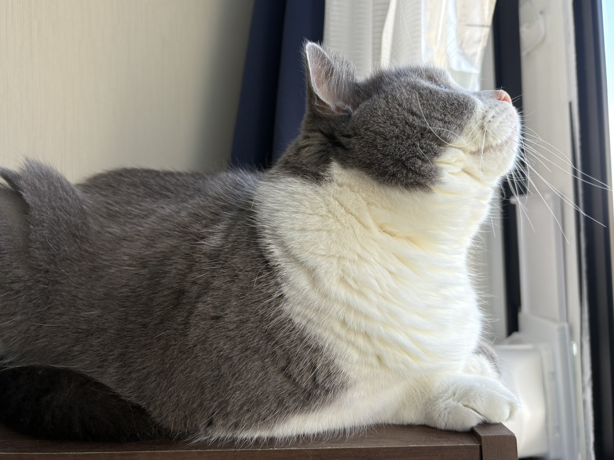 猫好 福きたる on X: 