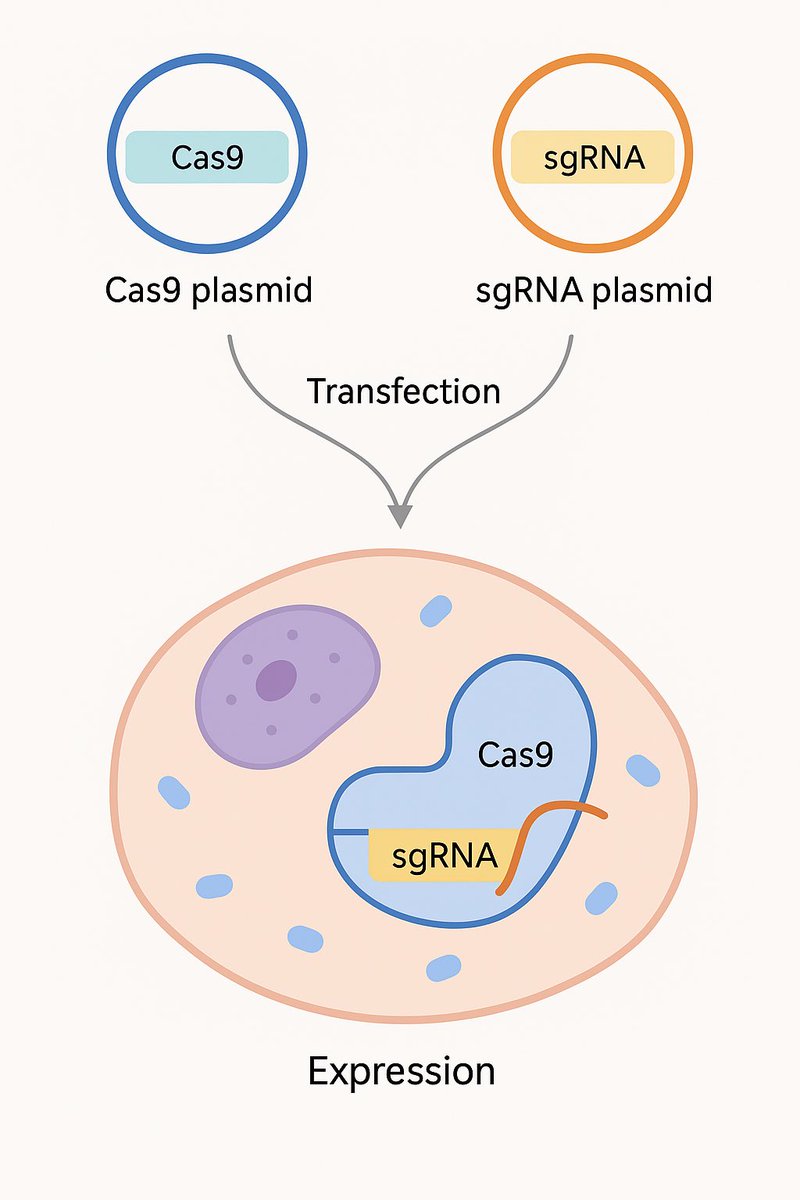 AdwoaBiotech's tweet image. CRISPR gene editing relies on delivering Cas9 + sgRNA plasmids into cells to create targeted DNA cuts.
🧬
Once inside, the Cas9-sgRNA complex finds its DNA target and edits begin.
This 3 min read, breaks down the process step by step.
bit.ly/4fdcNdF