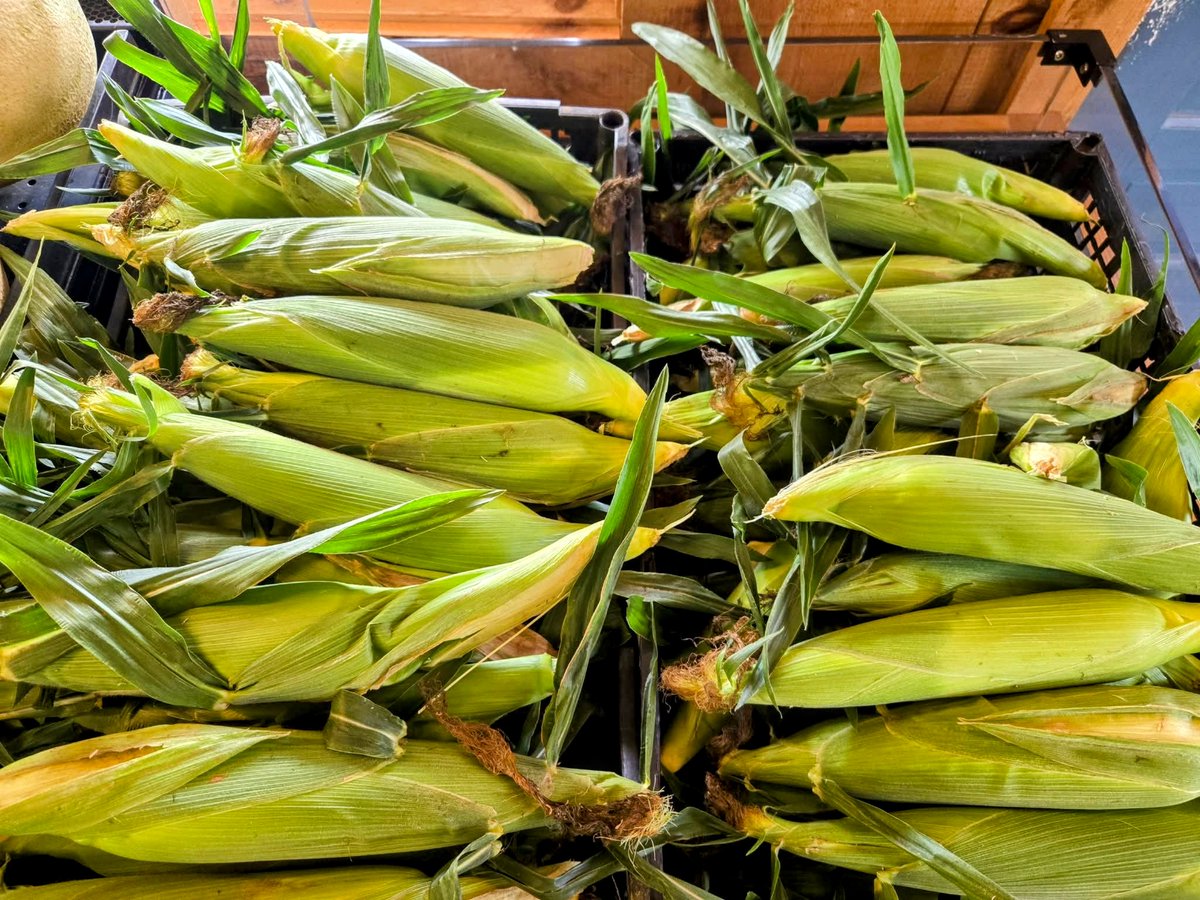 massanuttencc24's tweet photo. 🚨 Produce Restock!! 🚨

Fresh and Local Produce has just arrived!!
🍈 Cantaloupe
🌽 Sweet Corn
🍅 Tomatoes &amp; MORE! 
Come on in and restock on all of your favorites!! 🛒🏃‍♀️ Get 50% OFF fresh veggies and fruits when you use SNAP/EBT, thanks to Virginia Fresh Match! 🍎🥦 https://t.co/pB6r9Dy07t