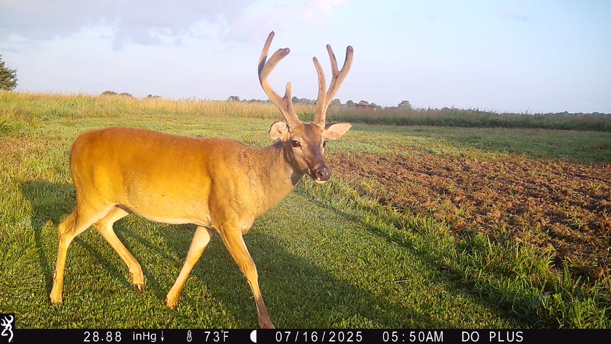 Check out the bases on this guy! He is such an interesting buck that we remember getting images of last year on our <a href="/BrowningCams/">BrowningTrailCameras</a>

#TrailCamTuesday #BrowningCameras #youvegottoseethis #velvetbuck #trailcameras
