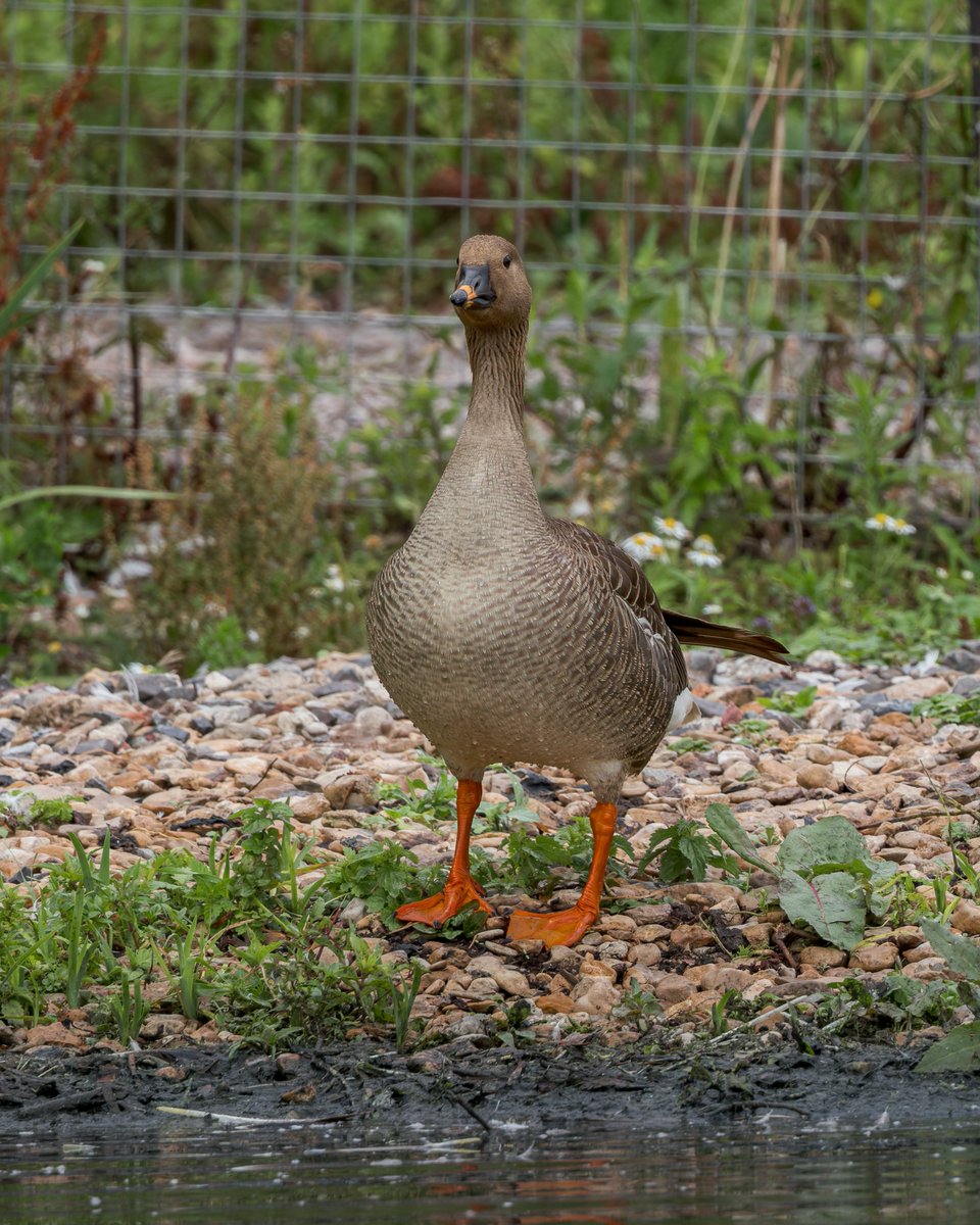 midswildlife's tweet image. Spent some time at South Lake, checking each and every Greylag Goose to see if it was the single Tundra Bean Goose. Then someone said it was on the Eider Pond. A few minutes later we found it chilling. Maybe dodgy, but great to see. @slimbridge_wild #glosbirds