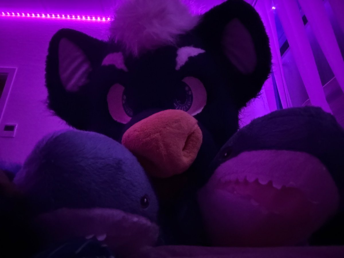 Inuh (@paragoninuh) on Twitter photo I’m just a yeen with two sharks. Please give me some cuddles 🥺🥺 I’m just a yeen with two sharks. Please give me some cuddles 🥺🥺