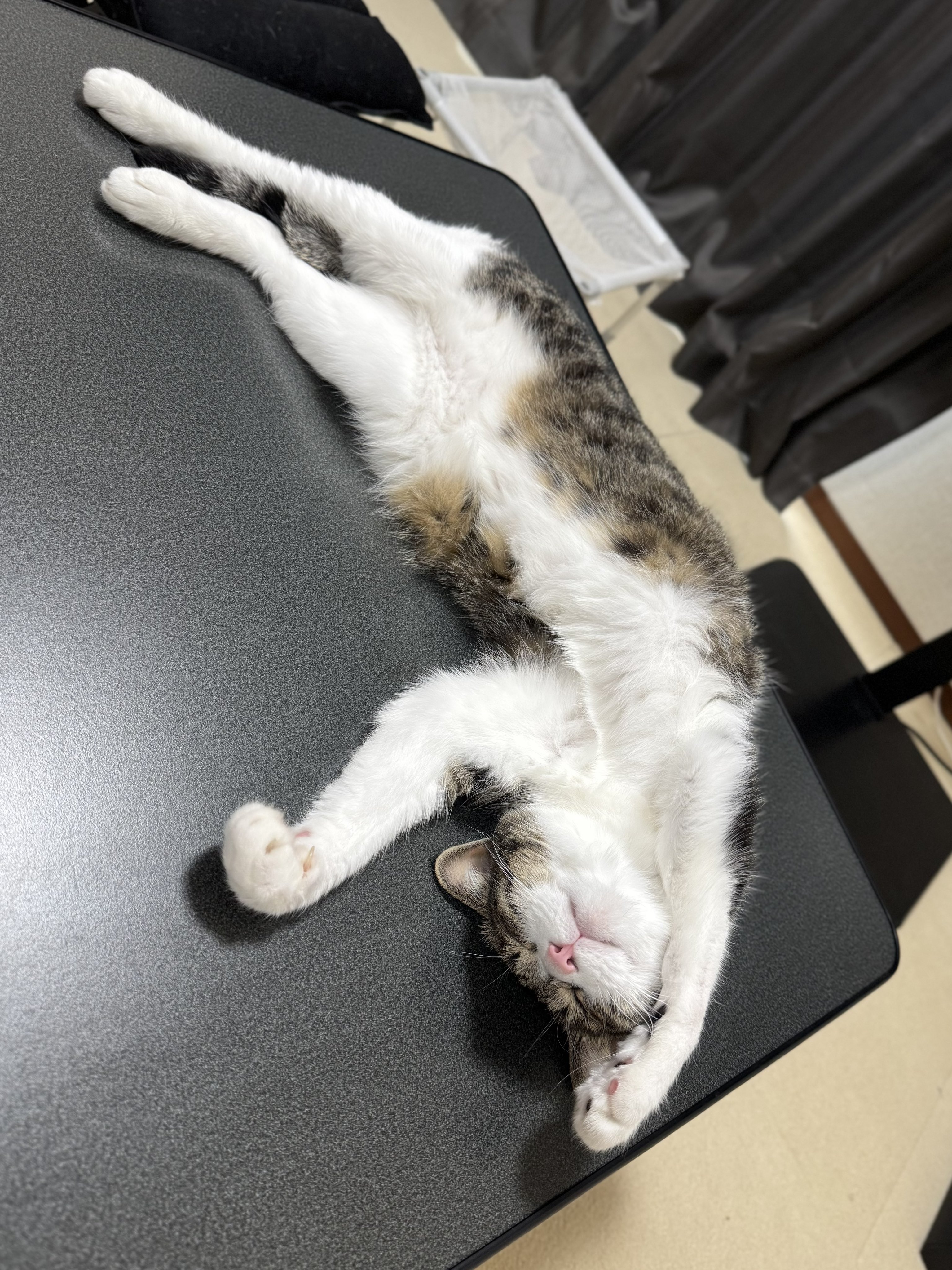 ぎんねこページ ぎんのねこ (@ginnonekoch) / X