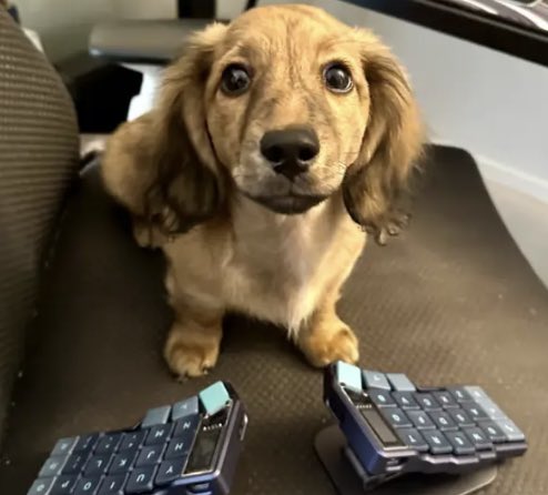 whycryp123's tweet image. This dog … is the FARCASTER dog :)
I deployed it just to stop the PVP. All fees will be used for marketing.
CA: 0x19869A75e19566F803350E5c5400E3184D3D7D87