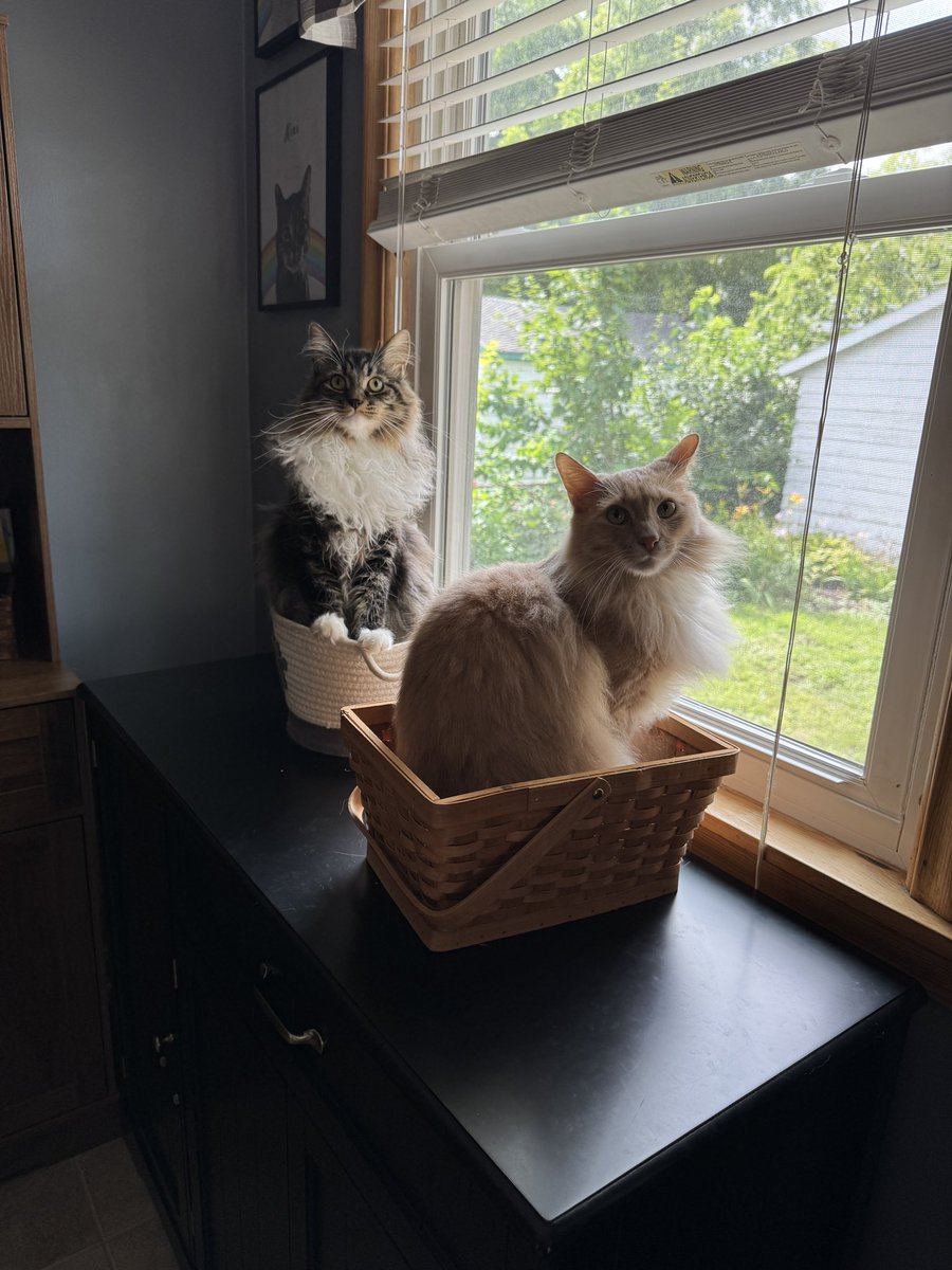 fredandsmoke's tweet image. Mom goes crazy every time we sit in our baskets at the same time