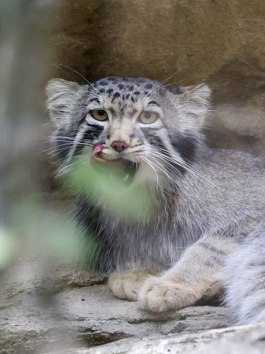 necopam1's tweet image. 68枚目の #マヌフォトコン
野生味ナゴム。
撮影:2025年6月末
#マヌルネコ #pallascat
#ナゴム
#那須どうぶつ王国