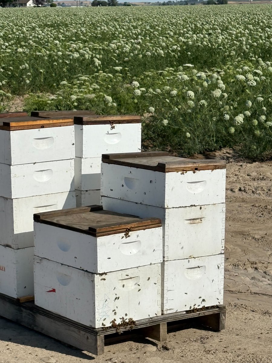 SoiltechW's tweet image. Soiltech's own Misty is out installing Beacons in carrot seed and enjoying the hum of some honey bees! 🐝
#morethanmoisture #carrots #soilmoisture #weatherstation