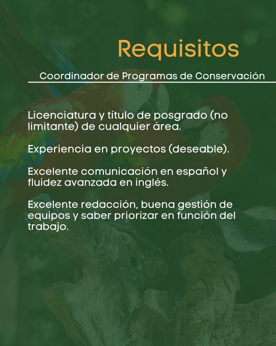 provita_ong's tweet image. 📣 OPORTUNIDADES: Seguimos en la búsqueda de un Coordinador(a) de Programas de Conservación. Únete a nuestro equipo ¡te estamos esperando!
Estos son los requisitos específicos:
-Habilidades para fomentar la colaboración y coordinar acciones en equipos multidisciplinarios.…