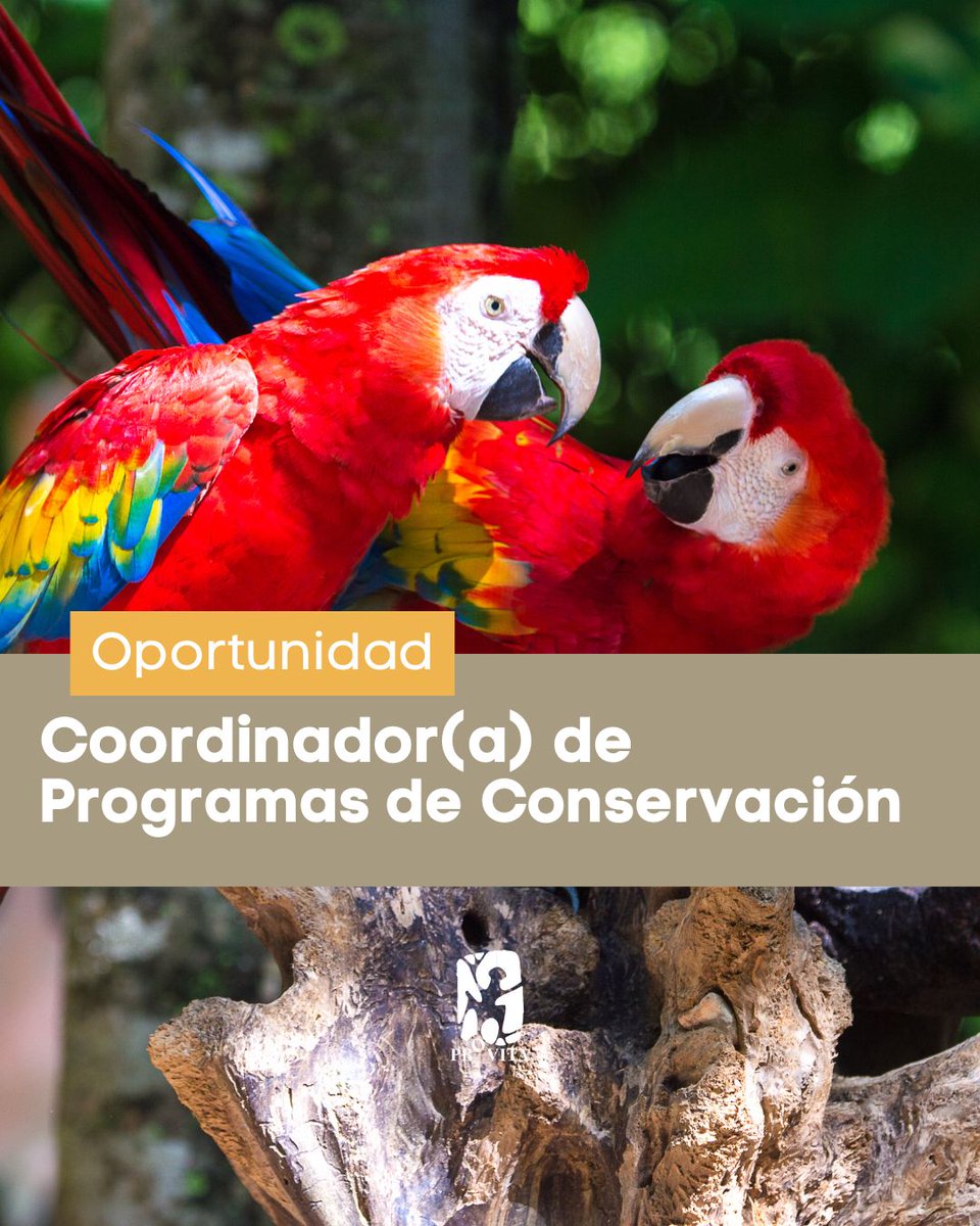 provita_ong's tweet image. 📣 OPORTUNIDADES: Seguimos en la búsqueda de un Coordinador(a) de Programas de Conservación. Únete a nuestro equipo ¡te estamos esperando!
Estos son los requisitos específicos:
-Habilidades para fomentar la colaboración y coordinar acciones en equipos multidisciplinarios.…