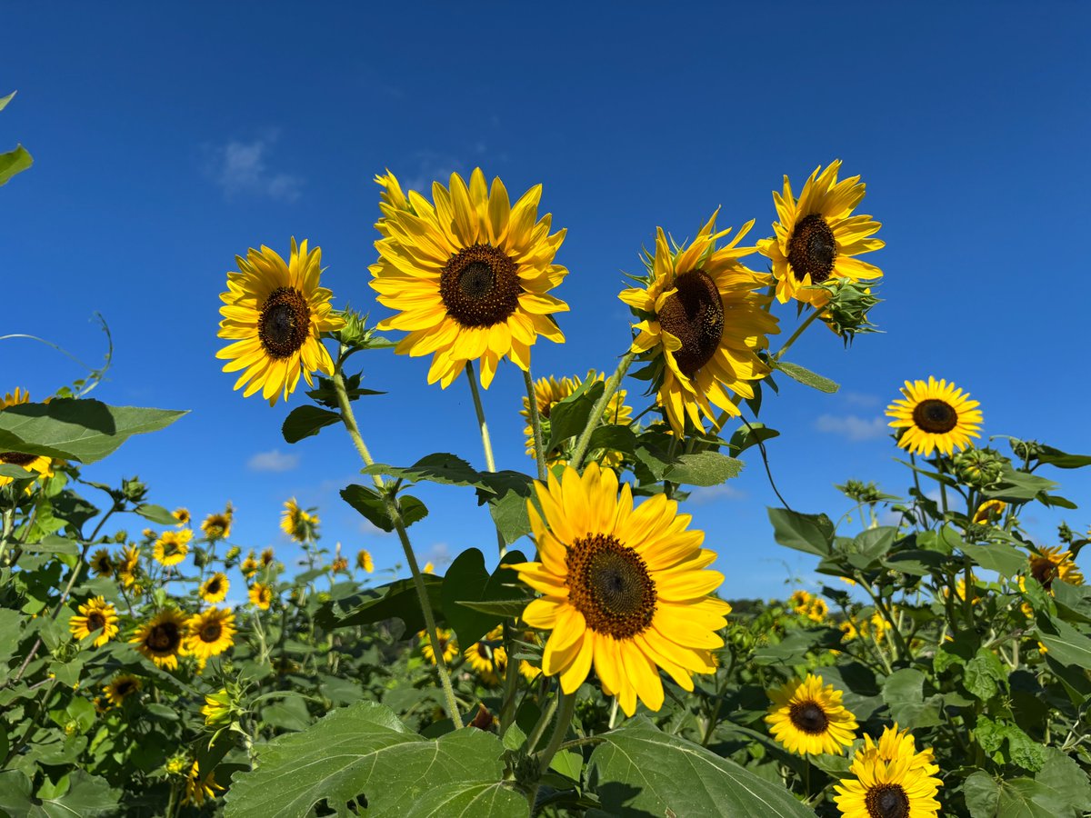 LSUAgCenter's tweet image. The sunflower field is blooming at the @LSU AgCenter Botanic Gardens in Baton Rouge. Free admission. Open daily 8 a.m. to 4:30 p.m.