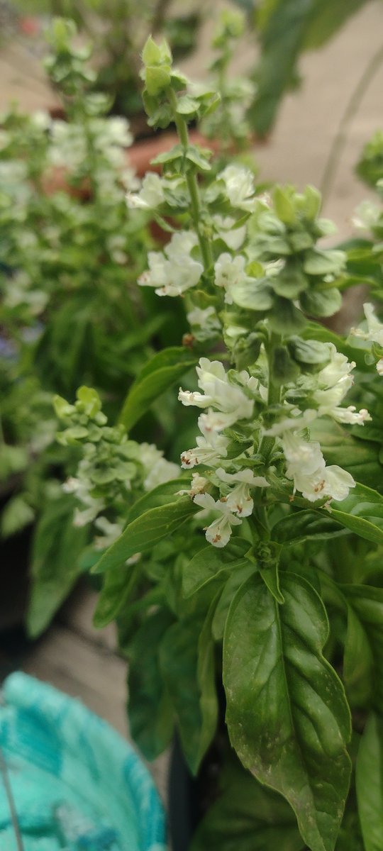 AlmostAmish1's tweet image. This is my basil and you can see it was starting to bloom.
I cut all the flowers off so it will keep growing. If not it will just seed and be done. You must keep plants from flowering if you want a longer growing season.