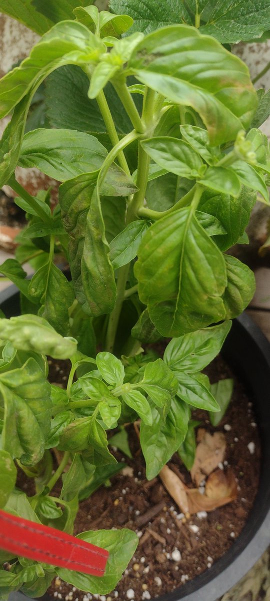 AlmostAmish1's tweet image. This is my basil and you can see it was starting to bloom.
I cut all the flowers off so it will keep growing. If not it will just seed and be done. You must keep plants from flowering if you want a longer growing season.