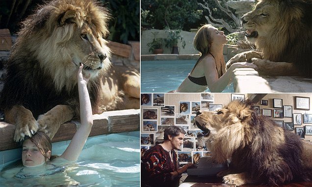 Morbidful's tweet image. Roar was a 1981 comedy dubbed "the most dangerous movie ever made." Most of the crew was injured by untrained animals. Cinematographer Jan de Bont was scalped by a lion, and star Melanie Griffith received 50 stitches and nearly lost an eye. It cost $17 million but made only $2…