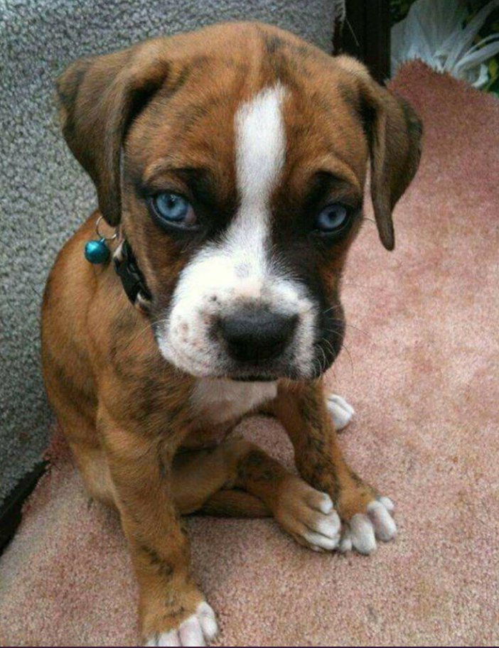 TweeetsOfDogs's tweet image. "My boyfriend just picked up this little pup from the shelter. Say hello to Gumbo!"❤️
