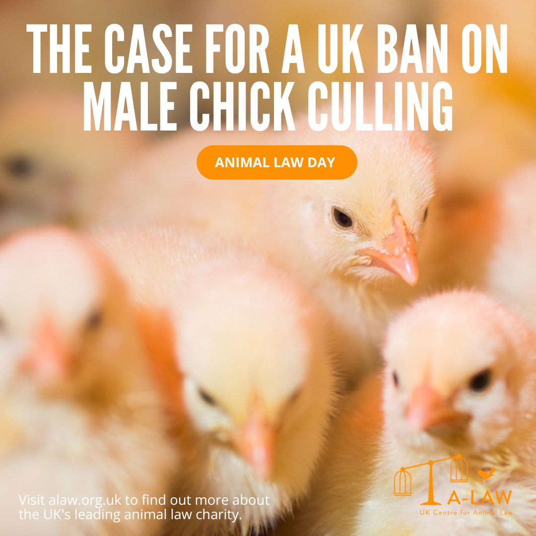 ALAWAnimalLaw's tweet image. On #ALawDay read Jenny Canham's new blog that makes the case for a ban on routine male chick culling. Several European countries have outlawed the routine practice, including France, Germany and Austria. Read: buff.ly/LgkbEZx