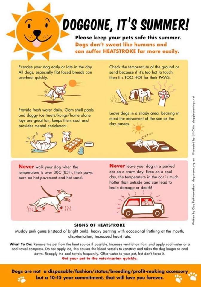 #dogs #pets #animals #DogsOfTwitter #DogsOnTwitter #DogsfOfX #DogsOnX #summer