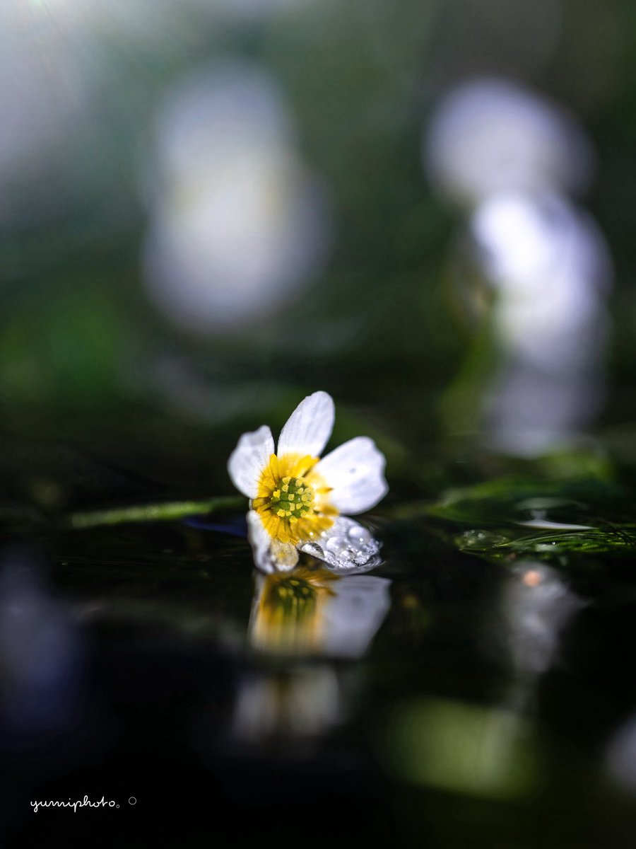 y__amiphoto's tweet image. 水面で
涼しげに咲く梅花藻𓈒 𓏸 𓐍 𓂃 𓈒𓏸 𓂃◌𓈒𓐍 𓈒❀︎
Location:Shiga,Japan
2025.7