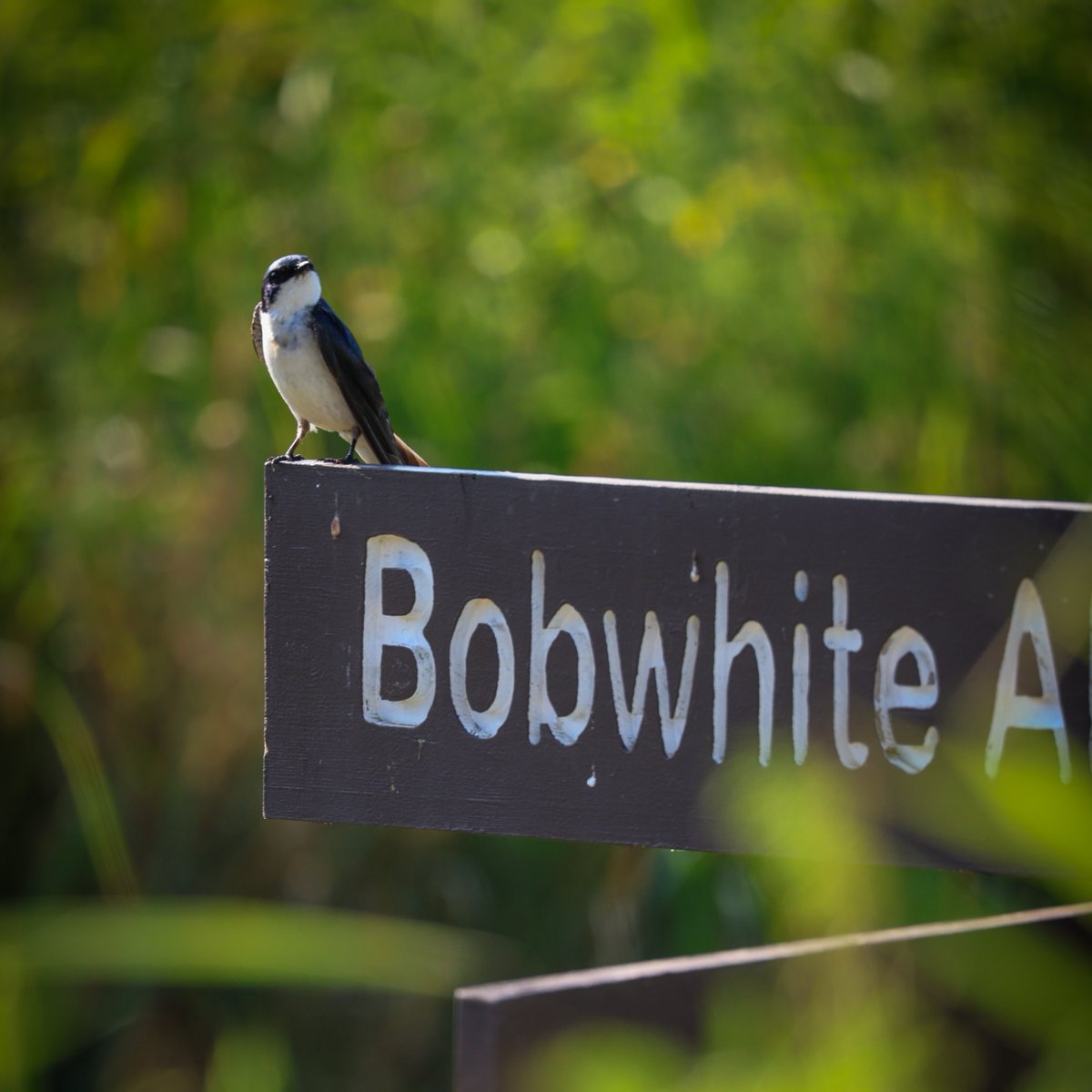 Big news, birders 🐦 Tennessee's new Birding Guide has officially landed! Discover top birding places where you can spot unique species across the state. Get your free guide now: bit.ly/4nZqgcW