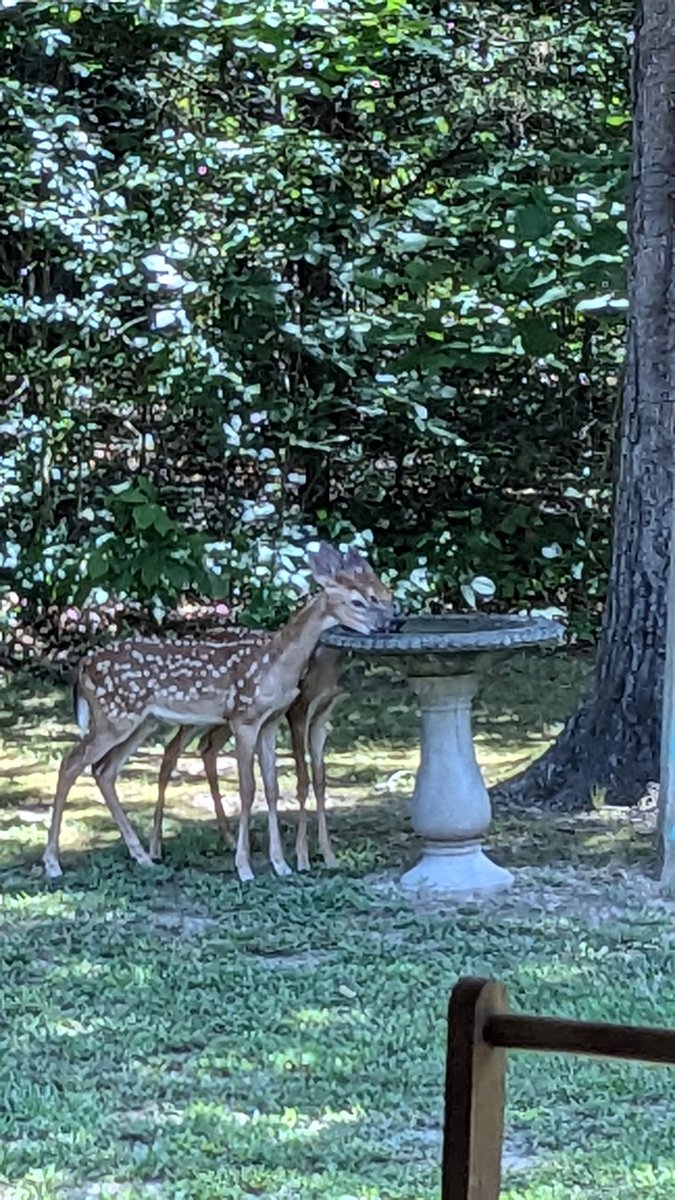 joel_off_air's tweet image. Take it from these two deer.. They know to stay hydrated!!
Thanks to Greg & Denise Sharp in Cabot for sharing this beautiful shot! #ARwx