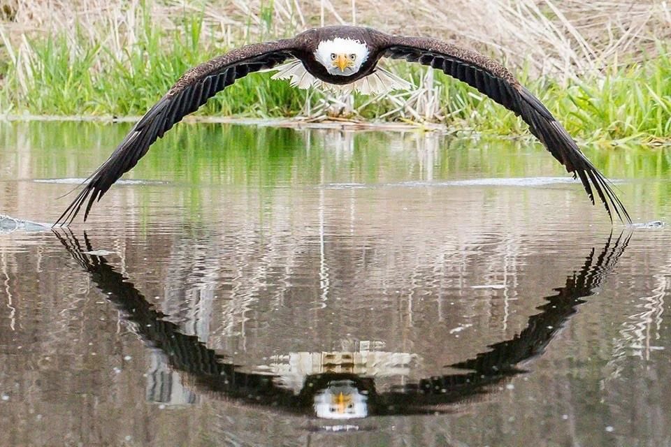 MadelnCanada's tweet image. Photographer Steve Biro was lucky enough to capture a remarkable symmetrical reflection of this beautiful Bald Eagle at the Canadian Raptor Conservancy