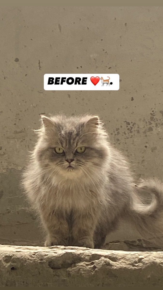 shreefjamal22's tweet image. LOOK AT THE AMOUNT OF INJUSTICE THAT MY POOR CAT LULU HAS BEEN SUBJECTED TO ππ, WHAT IS HER FAULT? TELL ME WHAT SHE DID WRONG TO DESERVE ALL THIS π, LOOK AND CONTEMPLATE THE AMOUNT OF CHANGE DURING THE PAST THREE MONTHS IN LIGHT OF THE FAMINE THAT WE ARE EXPOSED TO AND THAT MYβ¦