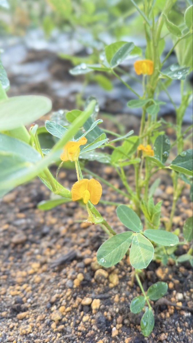 jonimitio's tweet image. 落花生🥜
おはようございます
#家庭菜園