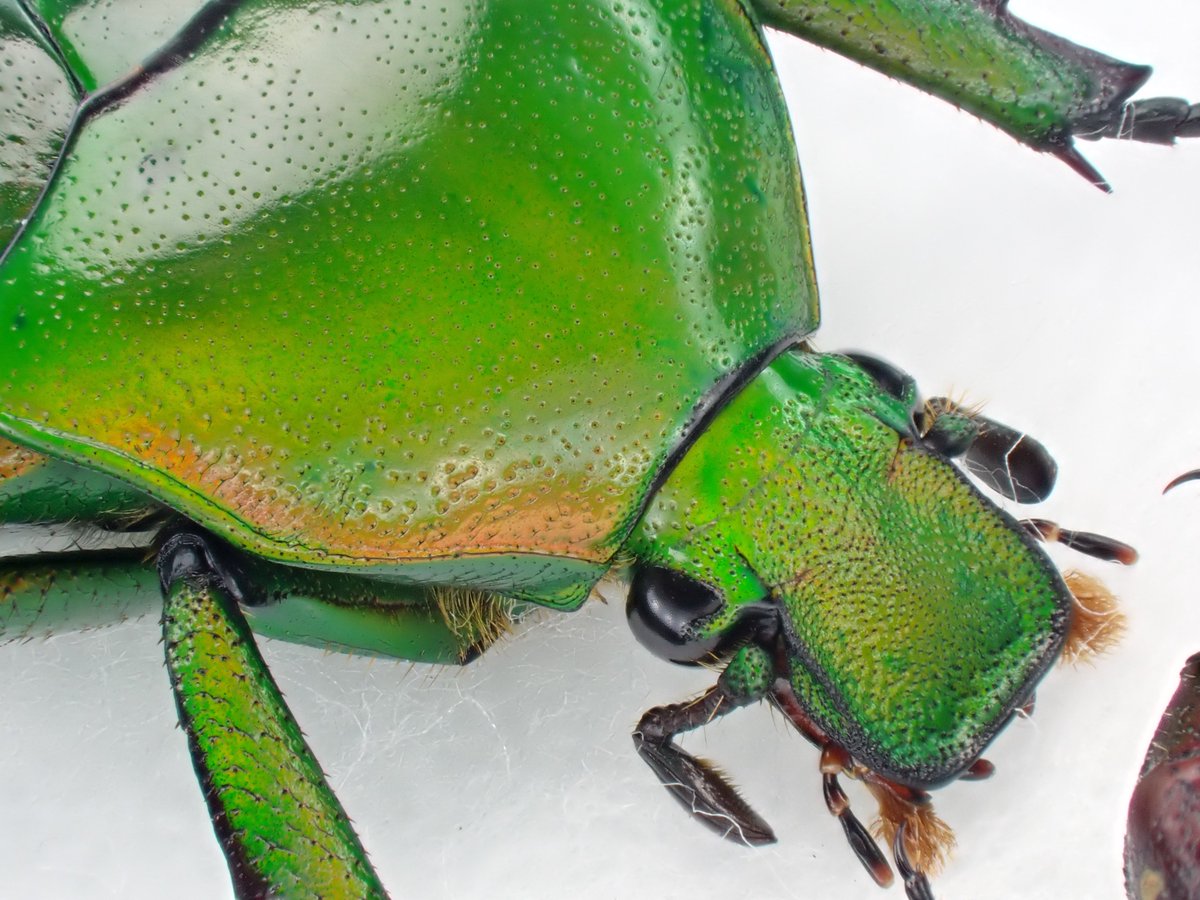 DamasterCarabus's tweet image. アオカナブン
Rhomborrhina unicolor
🇯🇵 Japan
地元だと以前はカナブンよりも見かける機会が多かったのに…めっちゃ久しぶりに出会いました