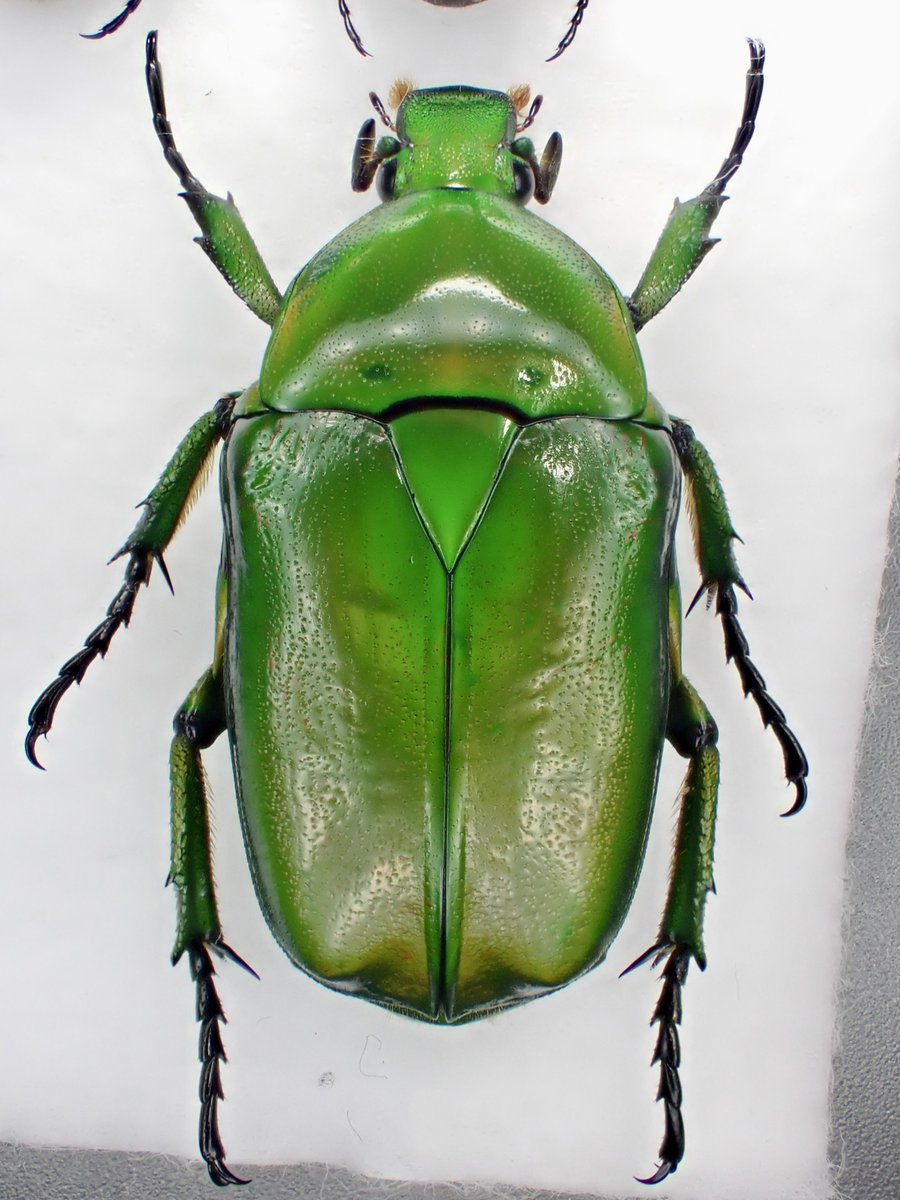 DamasterCarabus's tweet image. アオカナブン
Rhomborrhina unicolor
🇯🇵 Japan
地元だと以前はカナブンよりも見かける機会が多かったのに…めっちゃ久しぶりに出会いました
