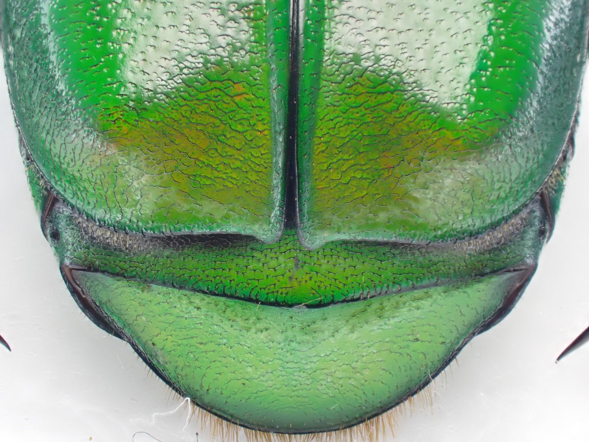 DamasterCarabus's tweet image. アオカナブン
Rhomborrhina unicolor
🇯🇵 Japan
地元だと以前はカナブンよりも見かける機会が多かったのに…めっちゃ久しぶりに出会いました
