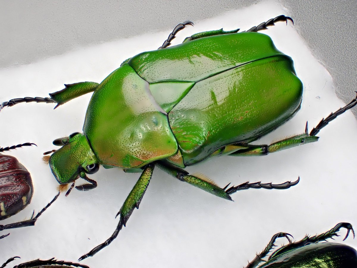 DamasterCarabus's tweet image. アオカナブン
Rhomborrhina unicolor
🇯🇵 Japan
地元だと以前はカナブンよりも見かける機会が多かったのに…めっちゃ久しぶりに出会いました