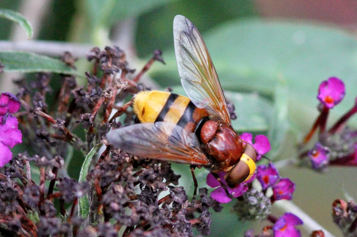 MrSteveyJames's tweet image. A nice suprise at our farm #chesterfield #derbyshire from last week a massive Hornet Mimick Hoverfly (Volucella Zonaria) on Buddlia #TwitterNatureCommunity #TwitterNaturePhotography @DerbysWildlife @NatureUK @savebutterflies @Natures_Voice @BBCSpringwatch