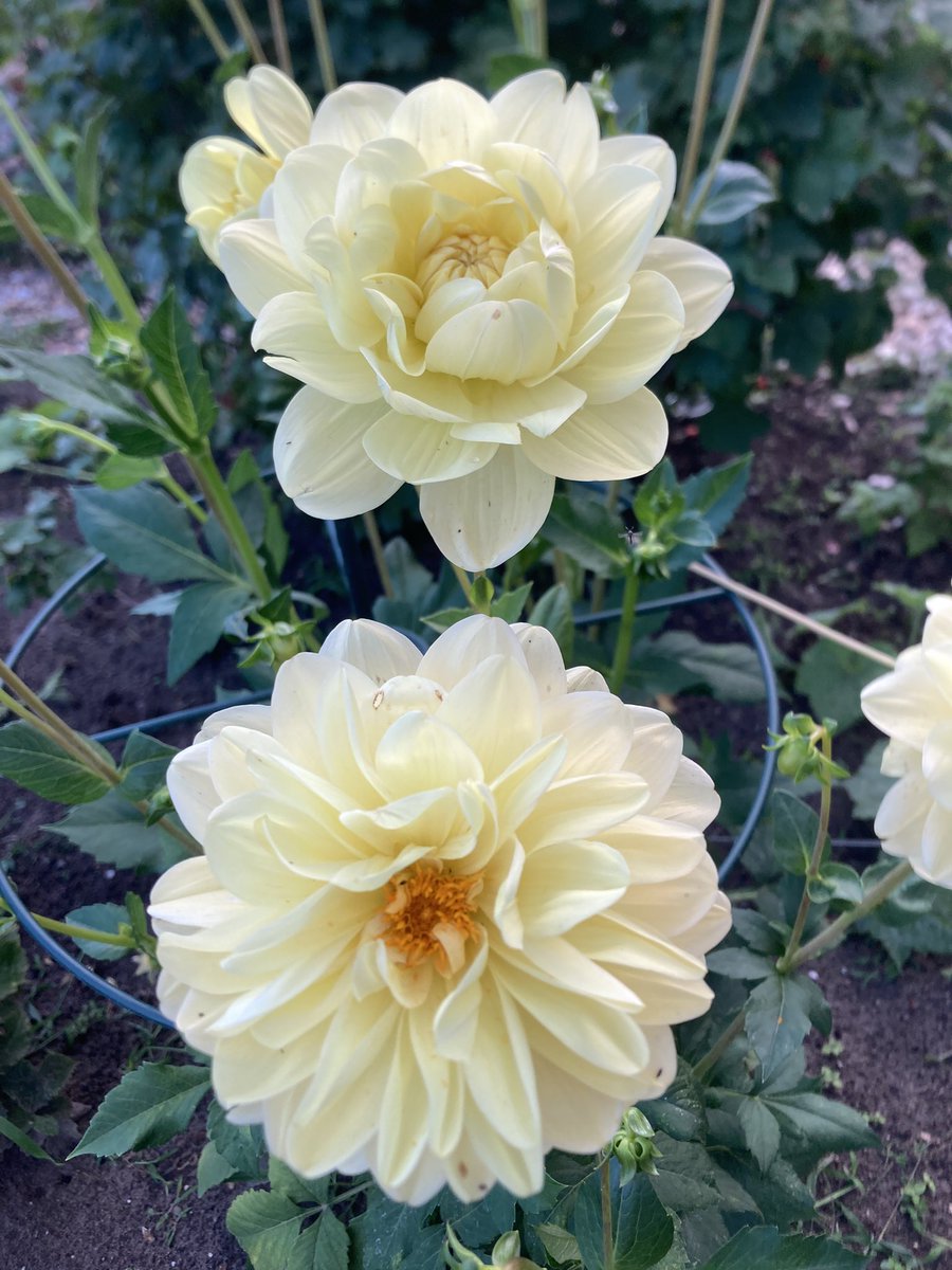 Mariska Oosterhuis tweet media