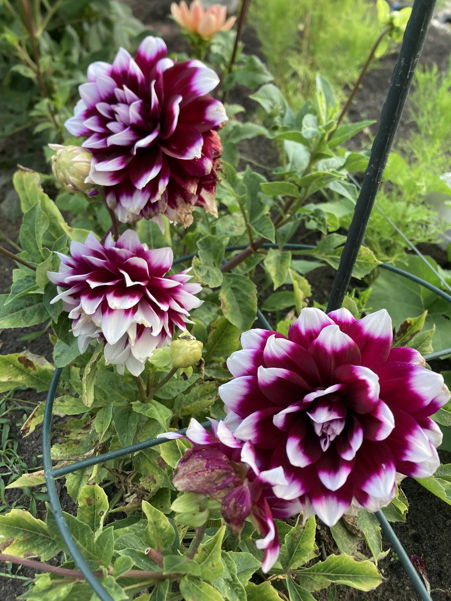 Mariska Oosterhuis tweet media