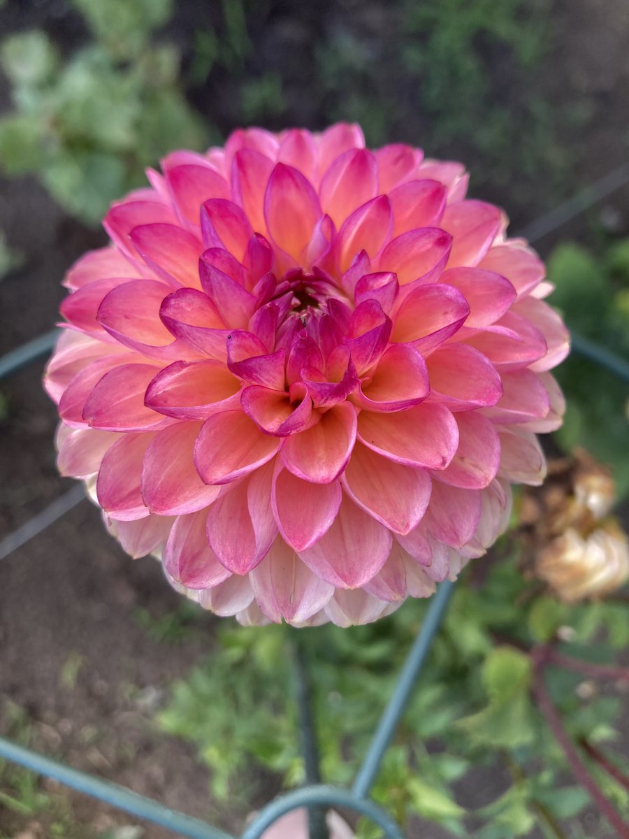 Mariska Oosterhuis tweet media