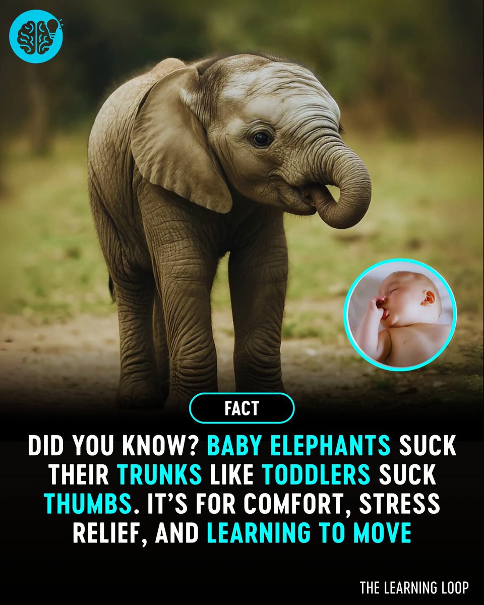 MathewLight17's tweet image. I just learned this today and fell even more in love with elephants.