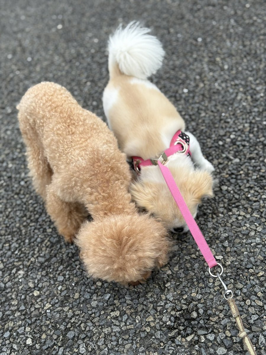 F CLUB代表 (@fclub_3000) on Twitter photo 7月23日(水)☀️☁️
おはようございます。
ティ、ココ揃って朝散歩🐶
本日も宜しくお願いします。 7月23日(水)☀️☁️
おはようございます。
ティ、ココ揃って朝散歩🐶
本日も宜しくお願いします。